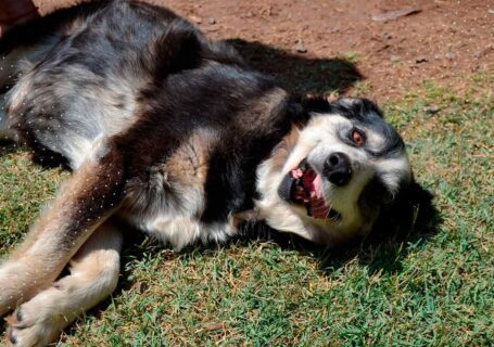 Semana de la raza: Conoce el trabajo de Fundación Huella Animal